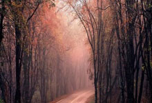 沃尔夫斯堡奋勇争拼，闯进积分榜前列